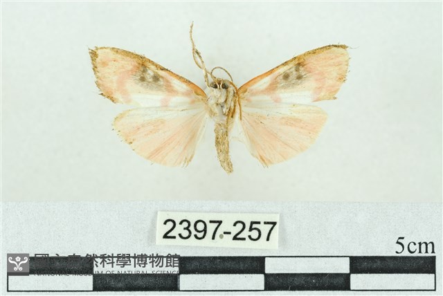 臺雪苔蛾藏品圖，第2張