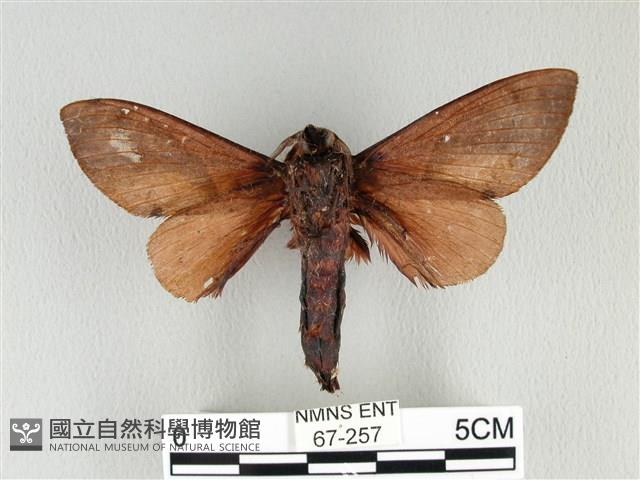 大褐斑枯葉蛾藏品圖，第2張