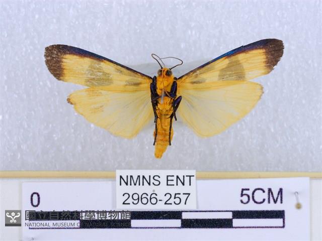 閃光苔蛾藏品圖，第2張