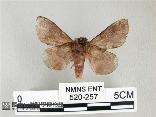 銀肩枯葉蛾藏品圖，第2張