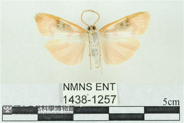 臺雪苔蛾藏品圖，第2張