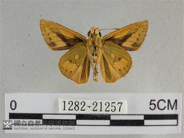 竹橙斑弄蝶藏品圖，第2張