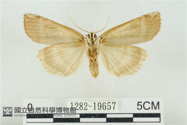 臺洒波紋蛾藏品圖，第2張