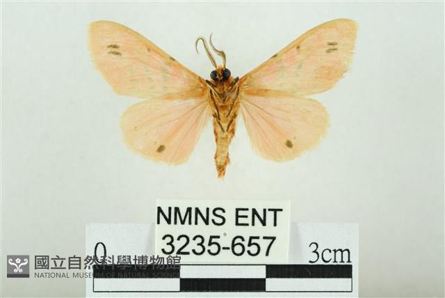 三條橙燈蛾藏品圖，第2張