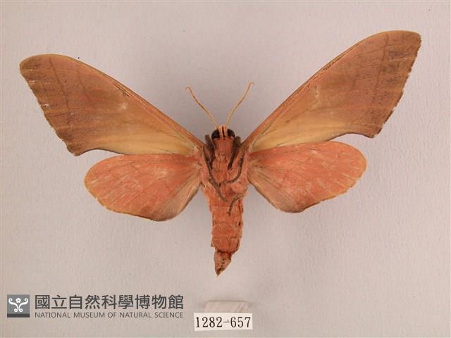 直翅六點天蛾藏品圖，第2張