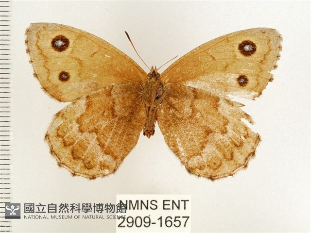 永澤蛇眼蝶藏品圖，第2張