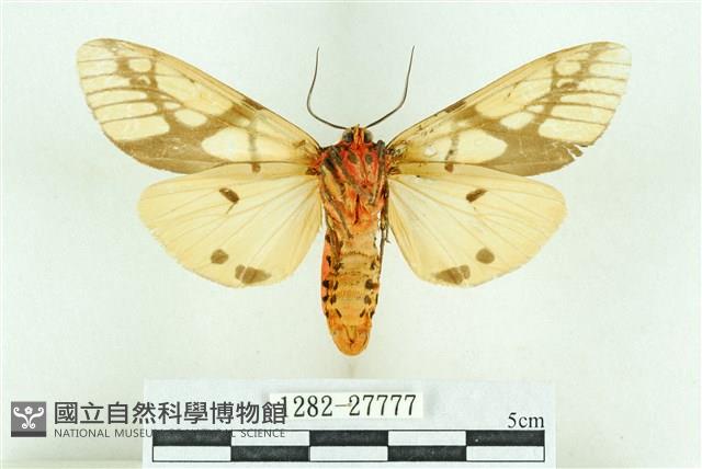 乳白斑燈蛾藏品圖，第2張