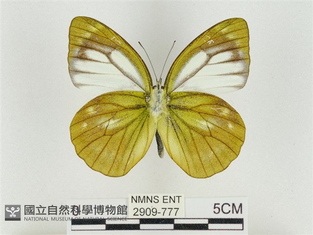 淡褐脈粉蝶藏品圖，第2張