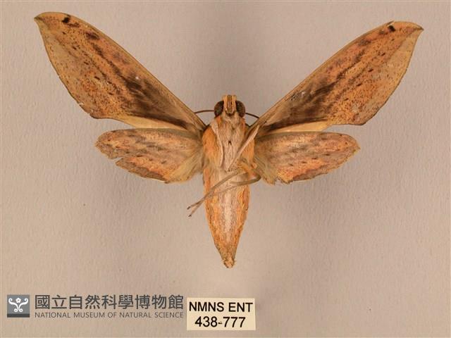 棕綠背線天蛾藏品圖，第2張