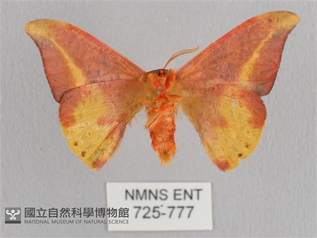 鉛斑帶鉤蛾藏品圖，第2張