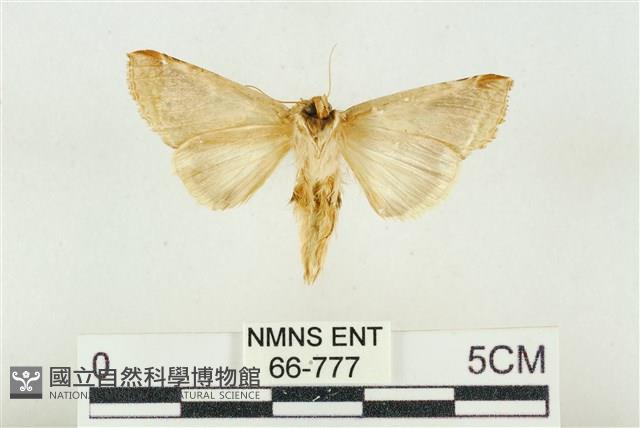 印華波紋蛾藏品圖，第2張
