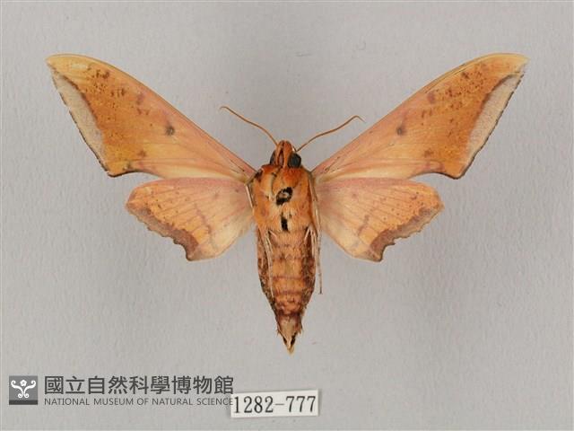 廣東鷹翅天蛾藏品圖，第2張