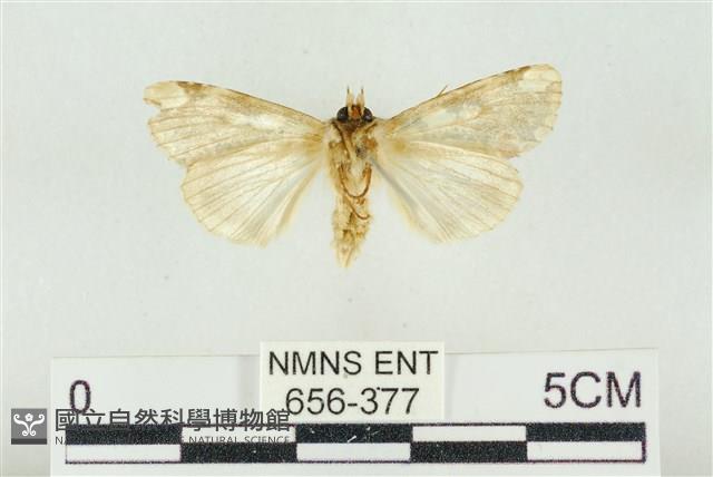 連珠波紋蛾藏品圖，第2張