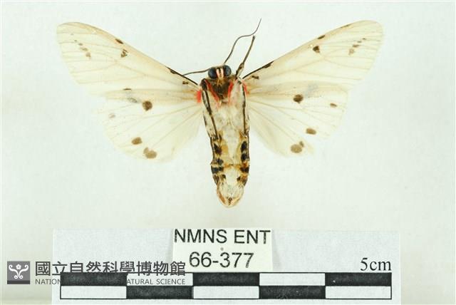 菊池污燈蛾藏品圖，第2張