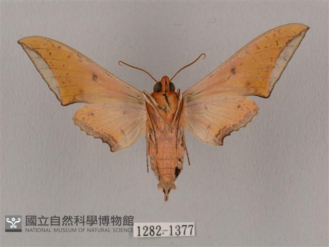 廣東鷹翅天蛾藏品圖，第2張