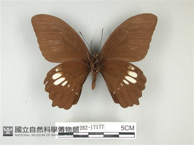 無尾白紋鳳蝶藏品圖，第2張