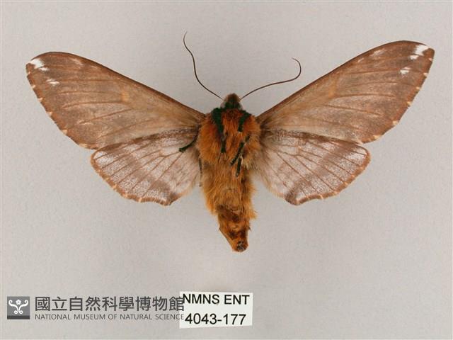 井上氏絨毛天蛾藏品圖，第2張