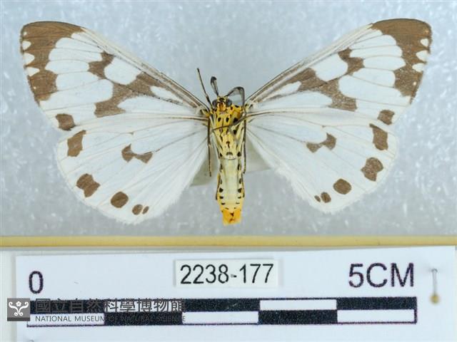 粉蝶燈蛾藏品圖，第2張