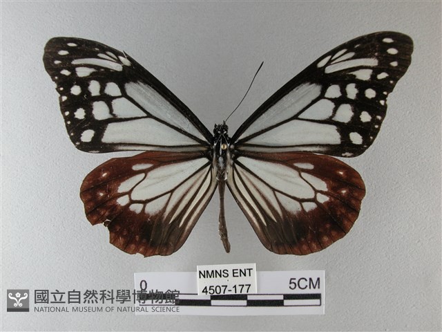 大絹斑蝶藏品圖，第2張