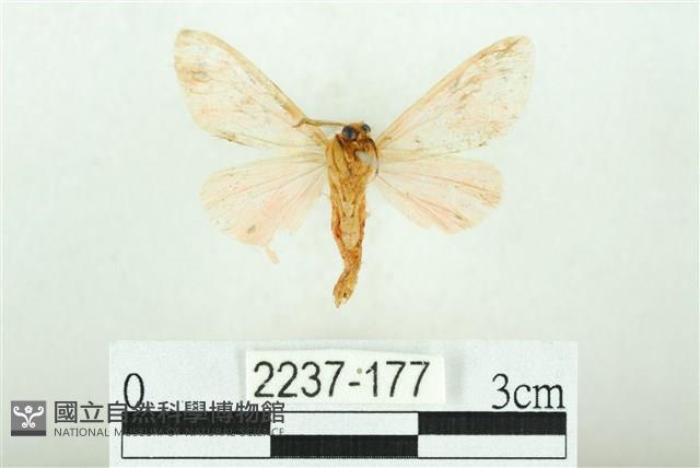 三條橙燈蛾藏品圖，第2張