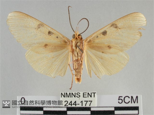 橙擬燈蛾藏品圖，第2張