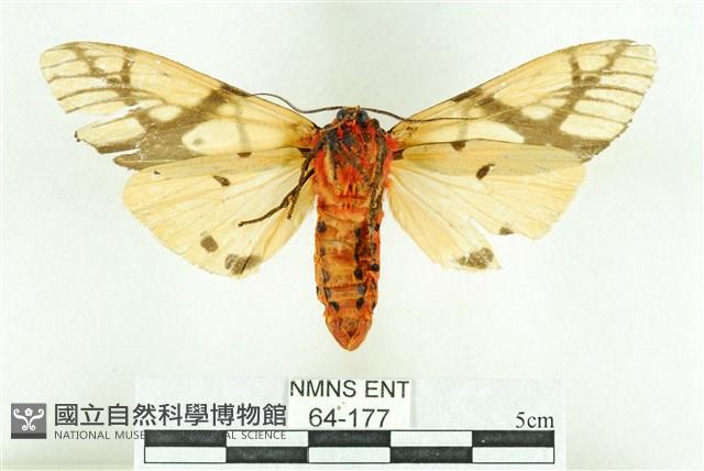 乳白斑燈蛾藏品圖，第2張