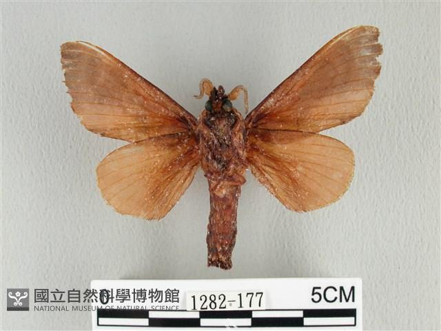 大褐斑枯葉蛾藏品圖，第2張