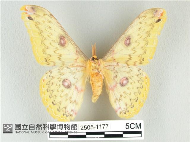 黃豹天蠶蛾藏品圖，第2張