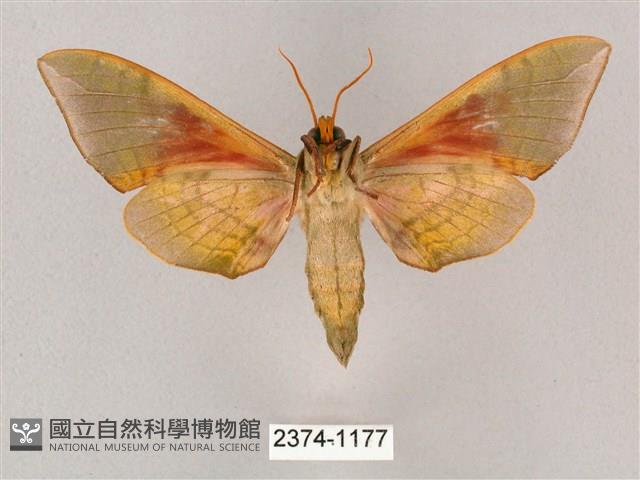 榆綠天蛾藏品圖，第2張