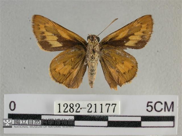 竹橙斑弄蝶藏品圖，第2張