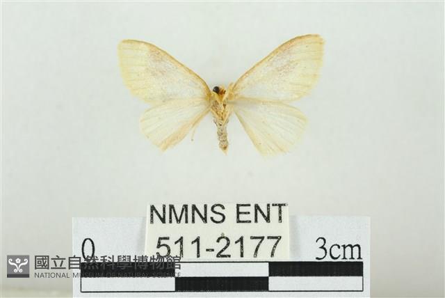 寬紋黃毒蛾藏品圖，第2張