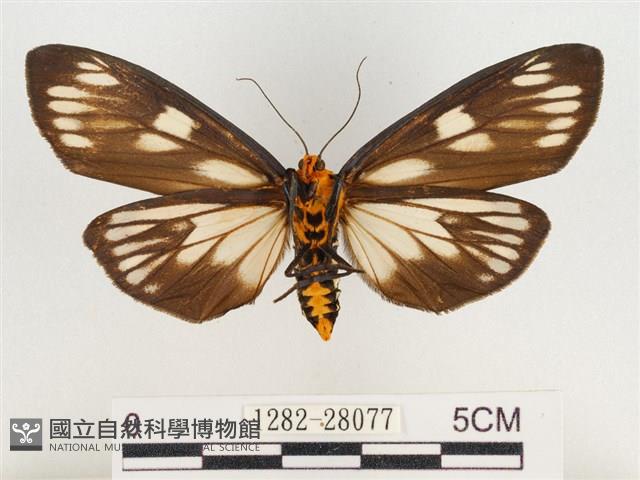 巨網燈蛾藏品圖，第2張