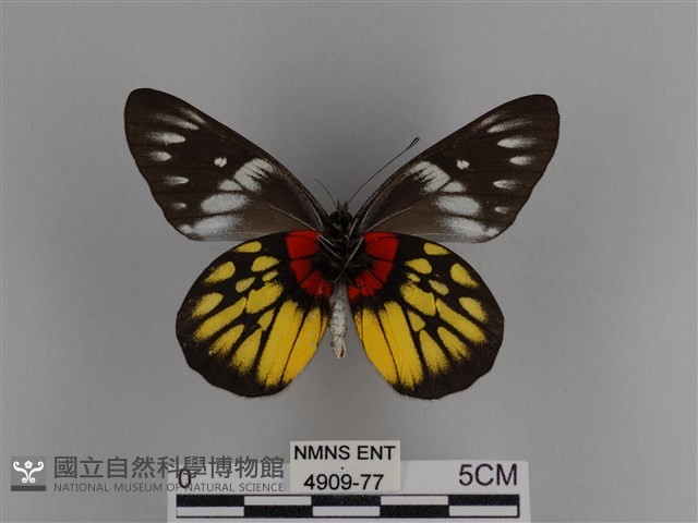 豔粉蝶藏品圖，第2張