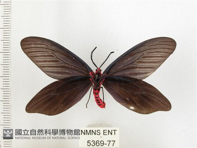 重陽木螢斑蛾藏品圖，第2張