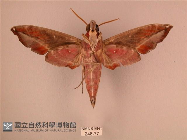 暗綠白腰天蛾藏品圖，第2張