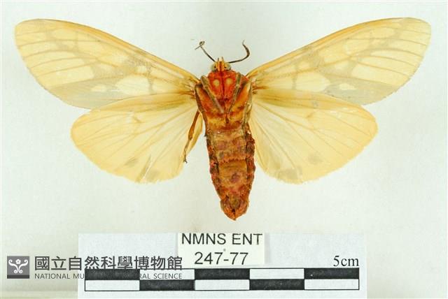 乳白斑燈蛾藏品圖，第2張