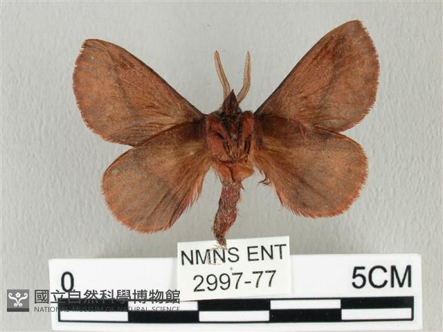 棕斜帶枯葉蛾藏品圖，第2張
