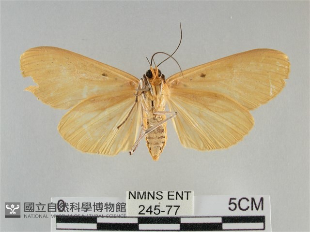 橙擬燈蛾藏品圖，第2張