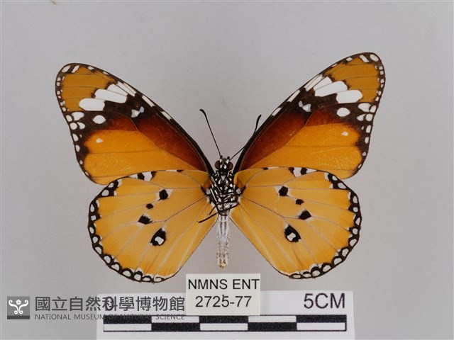 樺斑蝶藏品圖，第2張