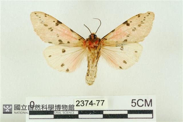 棍棒污燈蛾藏品圖，第2張