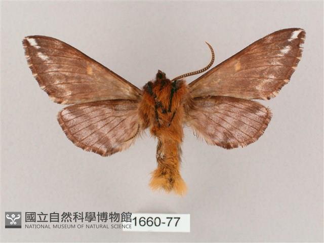 井上氏絨毛天蛾藏品圖，第2張