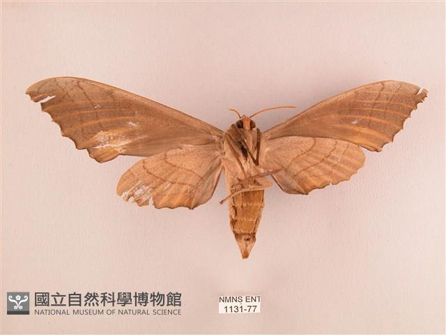 栗六點天蛾藏品圖，第2張