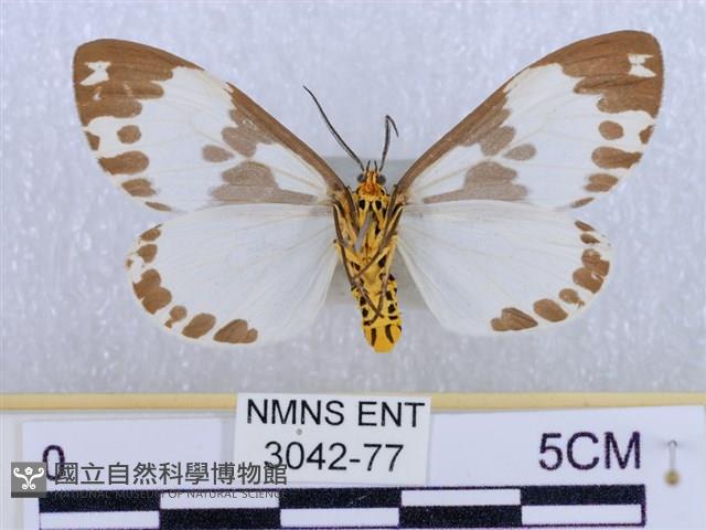 後凸蝶燈蛾藏品圖，第2張