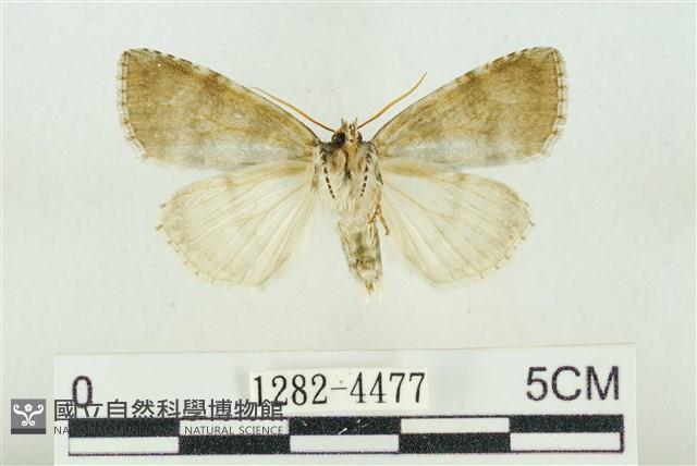 臺灣銀斑異波紋蛾藏品圖，第2張