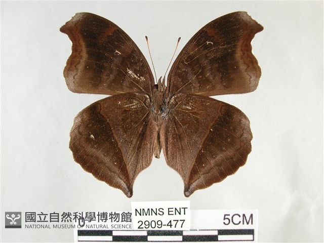 黯眼蛺蝶藏品圖，第2張