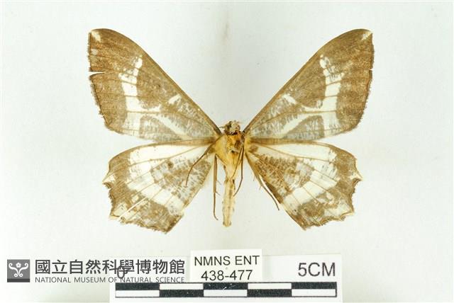 樹形尺蛾藏品圖，第2張