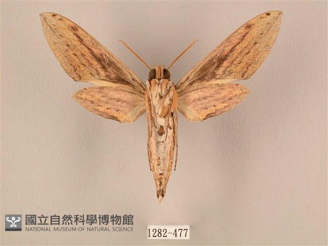 棕綠背線天蛾藏品圖，第2張