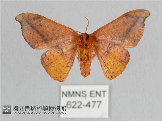 銀端帶鉤蛾藏品圖，第2張