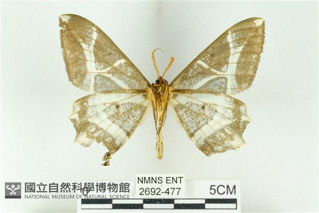 樹形尺蛾藏品圖，第2張