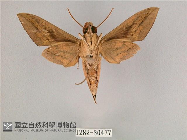 背帶斜紋天蛾藏品圖，第2張